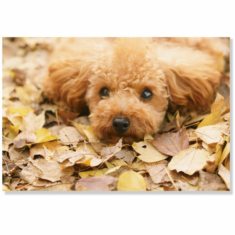 秋柄イヌポストカード PN-589a