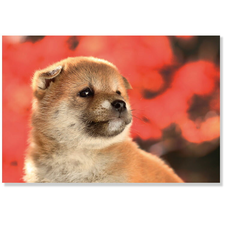 可愛いらしい子犬達の姿を情緒溢れる秋の景色と共にお届けする心癒されるポストカードです。 サイズ：148mm×100mm 素材：紙製