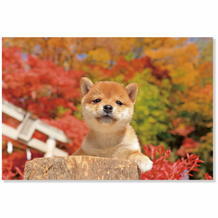 秋柄イヌポストカードPN-597a