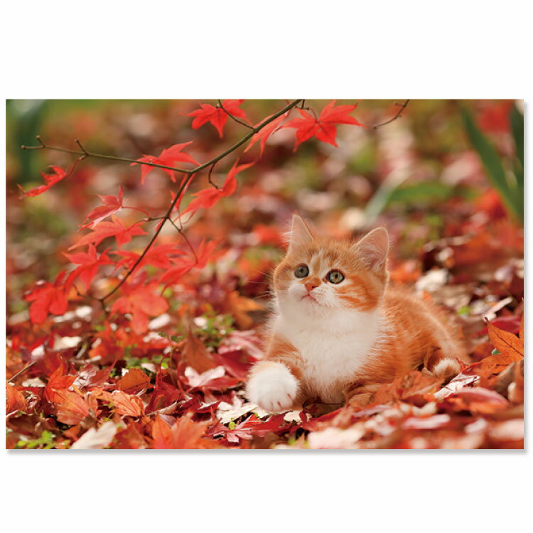 秋柄ネコポストカード　PB-522a