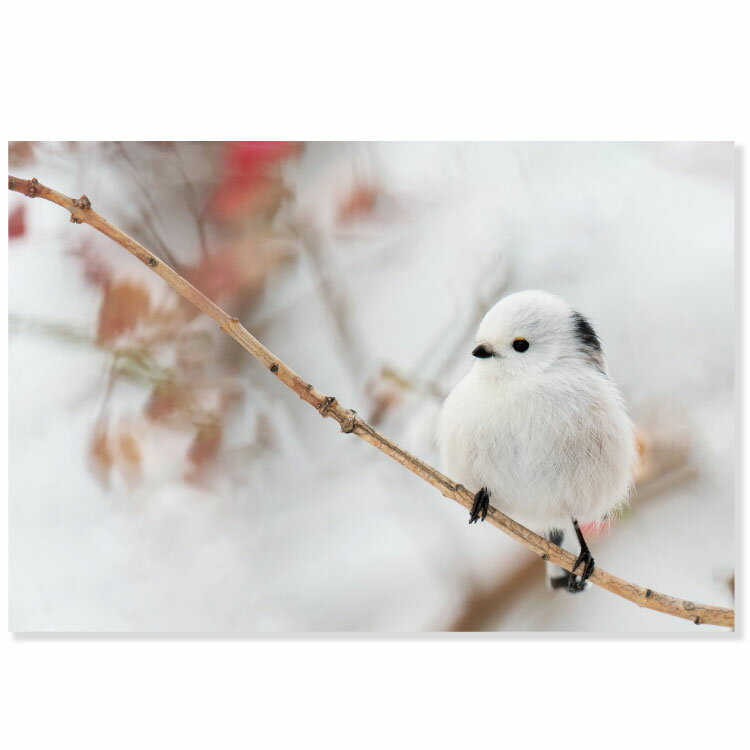 ưʪݥȥɡޥʥʺˡPV-97a