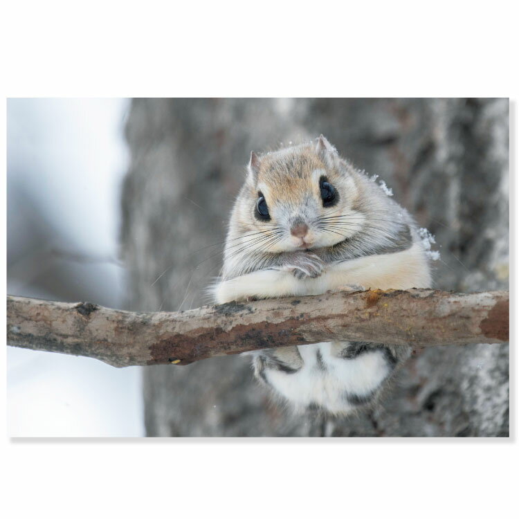 ưʪݥȥɡ󥬡PV-98a