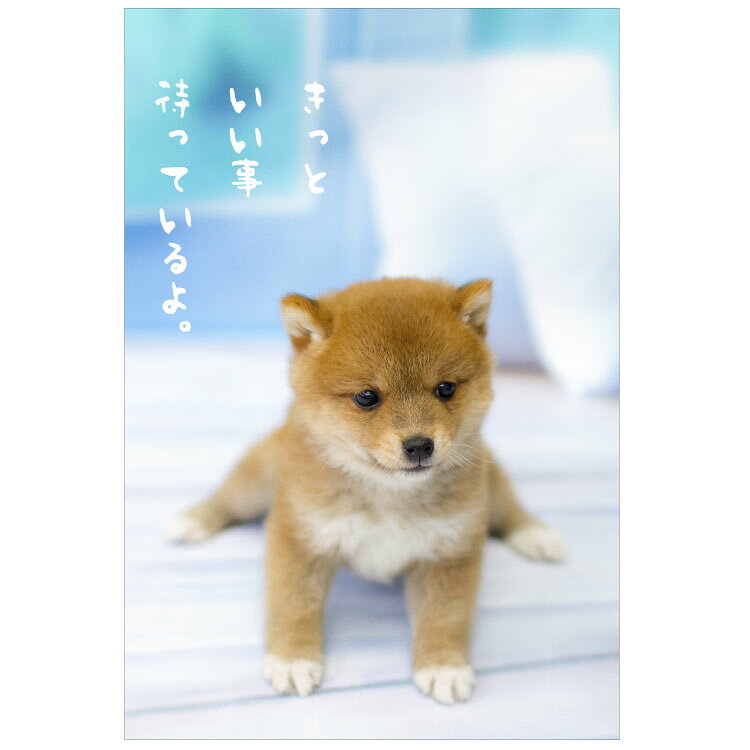 乐天商城 - 夏・柴犬ポストカード　PN-529s