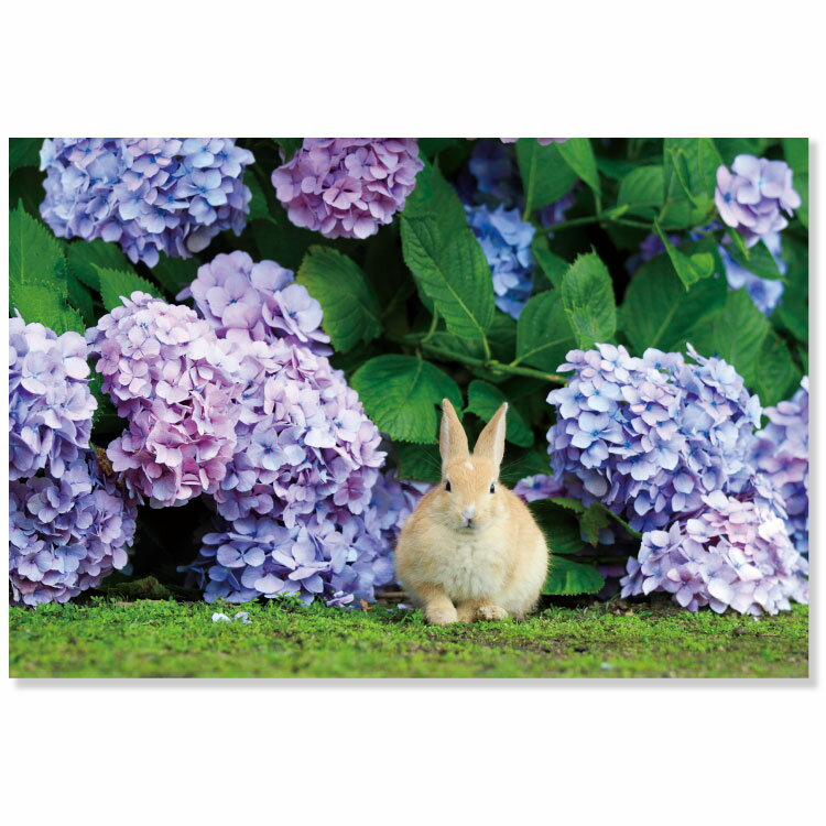 日本の夏ポストカード PW-637s