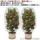 防虫網 通気性 植物保護カバー 80*100cm 農業用 80*80cm 虫よけネット 防虫シート 3個セット 畑 防虫ネット 防虫ネット 花壇適用 虫鳥除け網 虫ネット 野菜作り 菜園 野菜 苗 100*150cm ハウス 園芸用