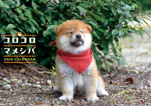 トライエックス コロコロマメシバ 2026年カレンダー 51×36cm CL-381 送料無料