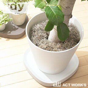 《全3色》tidy プランタブル L 植木鉢トレー テラモト Plantable L 【ティディ 観葉植物 デザイン雑貨 玄関 ガーデニング バルコニー ベランダ オフィス デザイン雑貨 テラモト】