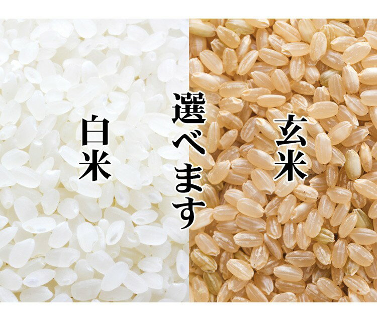 新米 米 白米 または 玄米 10kg 送料無料 あきたこまち 5kg×2袋 秋田県産 令和2年産 1等米 あきたこまち お米 10キロ 安い あす楽 送料無料 沖縄配送不可