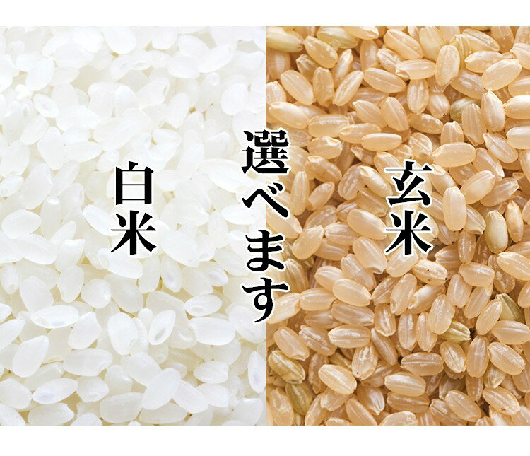米 白米 または 玄米 2kg あきたこまち 秋田県産 令和7年産 一等米 あきたこまち お米 2キロ 安い あす楽 【沖縄、配送不可】 adachi-umai-10000613 あだちねっと 美米屋 サンプル画像2