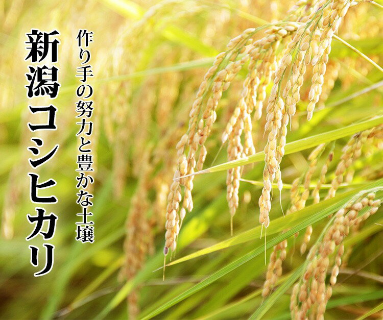 無洗米 20kg 送料無料 コシヒカリ 5kg×4袋 新潟県産 令和3年産 コシヒカリ お米 20キロ 安い 送料無料 沖縄配送不可