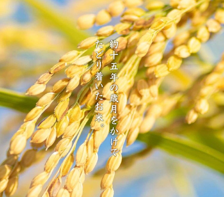 【送料無料】♪ うまみ。あまみ。ふと香る。 富山米　富富富　新米 米 白米 10kg 送料無料 富富富 ふふふ 5kg×2袋 富山県産 令和7年産 一等米 富富富 お米 10キロ 安い あす楽 送料無料 沖縄配送不可