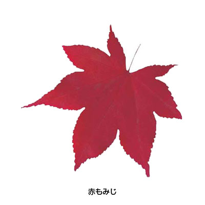 型抜きクリアシート（200枚入）65368 赤もみじ 120×120mm【 アドキッチン 】