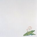 四季耐油天紙(小) はす (100枚入) 150×150mm【 アドキッチン 】