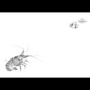 尺3 テーブルマット(100枚入) 伊勢えび No.107 380×260mm( キッチンブランチ )