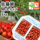 早期予約【※日付指定不可・送料無料・※冷蔵便有】青森県産 さくらんぼ 佐藤錦M-Lサイズ混在1kg(ハウス栽培/秀品/バラ詰め/認証)減農薬 低農薬 農薬削減 ...