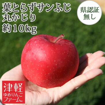 送料無料 葉とらず栽培 【葉とらずサンふじ 丸かじり 約10kg 県認証無し】 小さめ 食べきりサイズ 青森県産りんご ※沖縄・離島:送料1000円+税