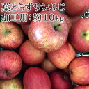 売り尽くしセール開催中！ 送料無料 【青森県産りんご】葉とらずサンふじ　加工用（訳ありりんご） 約1 ...