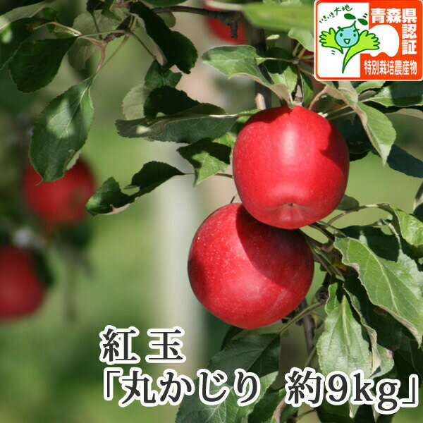 ※セール対象外【送料無料】 紅玉 丸かじり(秀品・小玉) 約9kg(50-56玉) 減農薬 化学肥料不使用(無化学肥料) 県認証有り 小さめ 特別栽培農産物認証...
