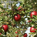 りんご 紅玉（こうぎょく）オーナー制度　りんごの樹のオーナー権　紅玉　わい化1本　【ゆめりんごファーム】
