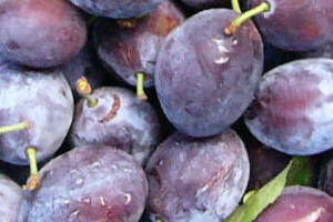 フレッシュな美味しさを!【送料無料】生シュガープルーン ほほえみ(キズ・サビ果・変形含む) 2kg 青森県産 国産 化学肥料不使用・除草剤不使用 訳あり】秋の味覚 十五夜 お月見用にも ※沖縄・離島:送料1100円