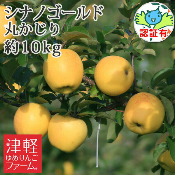 送料無料 青森県産りんご 【シナノゴールド】 丸かじり 約10kg 県認証有り 小さめ 特別栽培農産物 国産 ※沖縄・離島：送料1100円