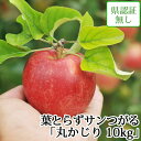 9/5までポイント3倍!【送料無料】葉とらずサンつがる 丸かじり 約10kg 県認証無し 青森県産りんご 小さめ 国産 認なし 御祝い 誕生日 内祝 御礼 産地...