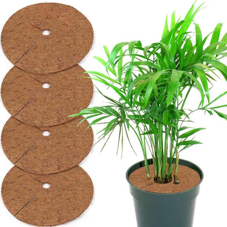 5������ �����ǥ˥� ����ȭ ����� �䥷�ޥå� ����ѥ����� �ץ�󥿡� �ݷ� �ѵ��� �ݷ�ѥå� �����䥷�ޥå� ���տ�ʪ ����ȭ ����ȭ ��ʬ�ݻ� ť�Ϥ��ɻ� ������Ĺ���� �����к�