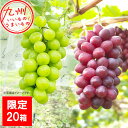 近年注目品種2種! 瀬戸ジャイアンツ + 紫苑 計1.2kg以上 2色ぶどうセット 霧島さくらフルーツランド 鹿児島県産 ぶどう ブドウ 葡萄 鹿児島産 果物 フルーツ くだもの 鹿児島のフルーツ