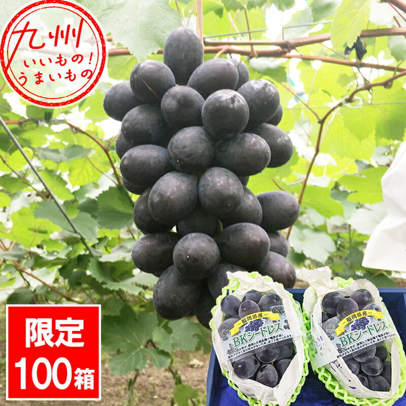 【P3倍★7/30 0:00~7/31 9:59】 福岡県産 BKシードレス ぶどう 400g×2房 箱入り JAにじ 800g ブドウ 葡萄 ぶどう シードレス 果物 フルーツ 美味しいフルーツのサムネイル