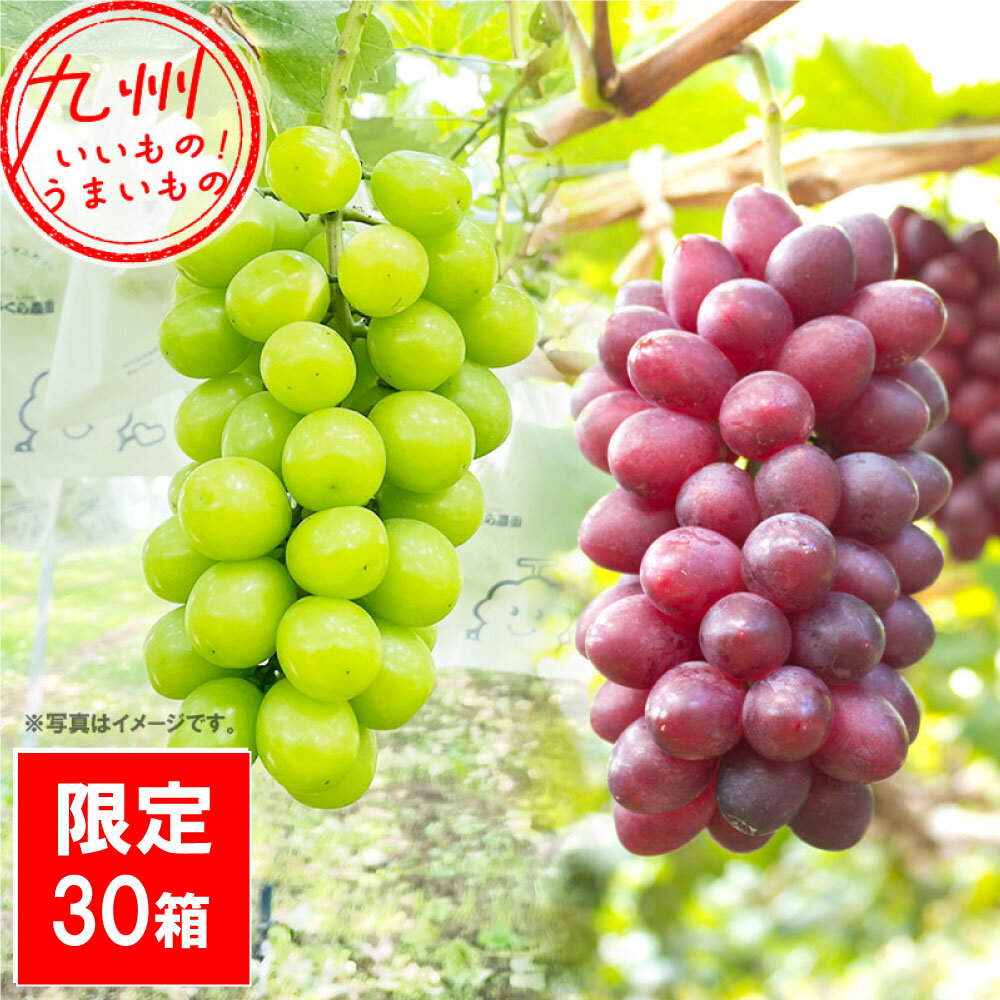 【P3倍★10/25 0:00~10/27 9:59】 近年注目品種！ シャインマスカット ＋ 紫苑 2房 さくらフルーツ農園 ぶどう ブドウ 葡萄 鹿児島産 鹿児島 果物 フルーツ くだもの 鹿児島のフルーツのサムネイル