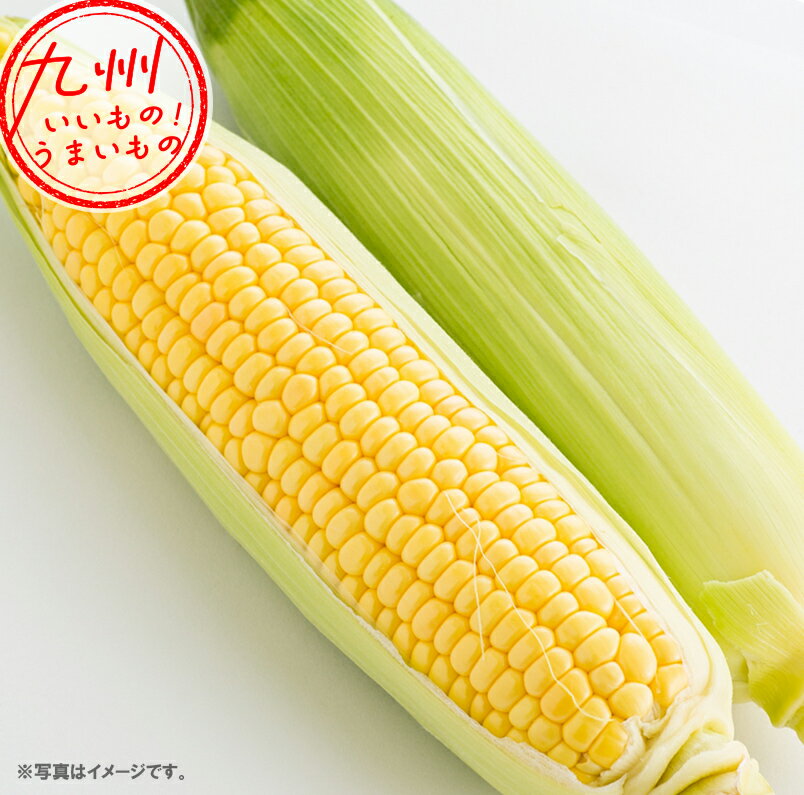 長崎県産 わくわくコーン 2Lサイズ 13本 とうもろこし コーン トウモロコシ ワクワクコーン 野菜