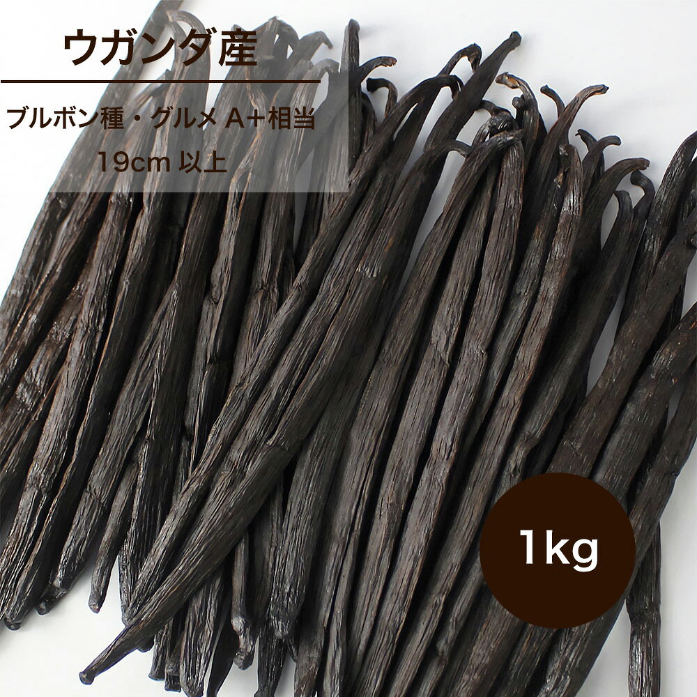 バニラビーンズ 1kg （ウガンダ産 ブルボン種） グルメA＋相当 製菓用 業務用 無農薬