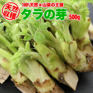 【山菜の王様】北海道産天然★BIGサイズのタラの芽（500g）