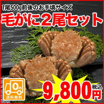 【函館直送】身入り抜群★蟹味噌も濃厚で美味です！冷凍毛がに姿2尾セット（1尾500g前後×2尾入）