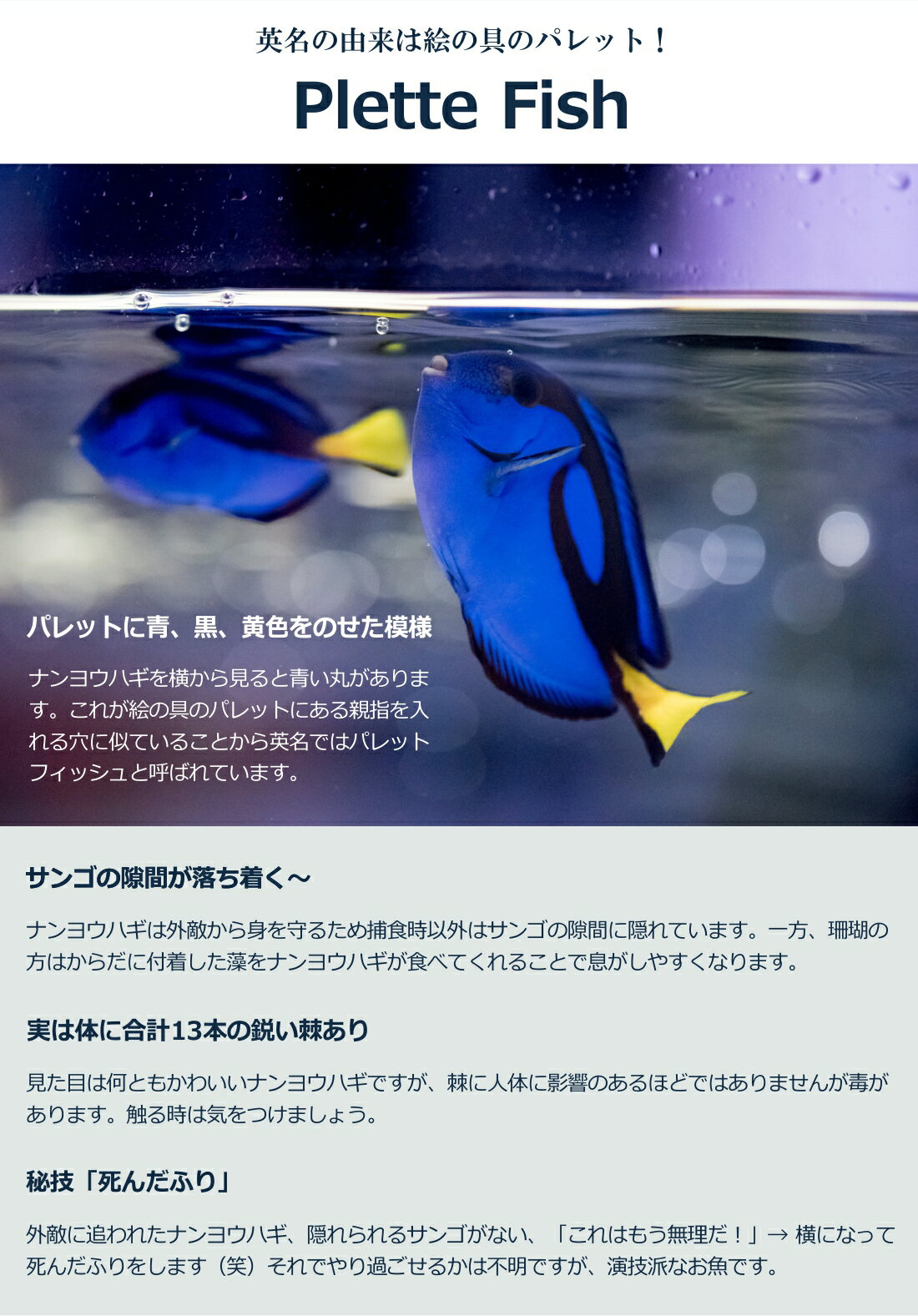【楽天1位】DAYOFFマスクストラップカバーキレイなお魚デザインリバーシブルデザインでダイビング中もダイビング終了後もかわいさ満点!ダイビングマスクシュノーケリングマスク水中メガネダイビングゴーグル水中眼鏡マスク