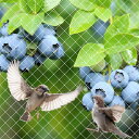 防鳥ネット3m×6m/3m×8m/3m×10m/4m×20m ベランダ 鳥よけネット 25mm目合 ナイロン 網 鳩 カラス 鳥害対策 ブルーベリー 果樹用 鳥...