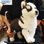 HANSA BH7512 シベリアン・ハスキー(仔) 43 HUSKY PUPPY STANDING 43cm 子犬 こいぬ 犬 ドッグ 愛犬 リアル ぬいぐるみ ハンサ クリスマス 誕生日 プレゼント 動物 アニマル 置物 人形 フィギュア KOESEN ケーセン ハスキー犬 実物大 大型 7512 5,852円