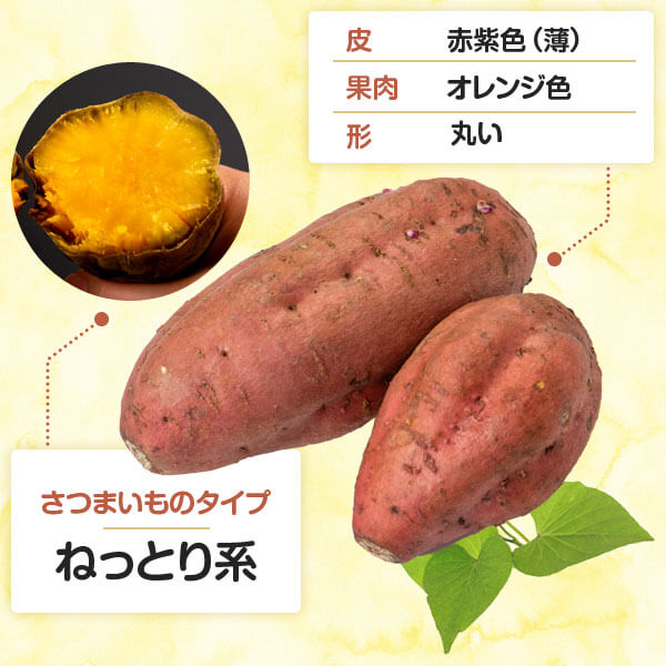 宮崎県産さつまいも苗 安納芋 500本 野菜苗 苗物 芋苗 芋苗 野菜の苗物 家庭菜園 4月中旬以降のお届け サツマイモ 苗 アグリショップひむか安納芋 家庭菜園 農業用に焼くとクリーミーな高糖度のさつまいも苗 赤芋 蜜芋