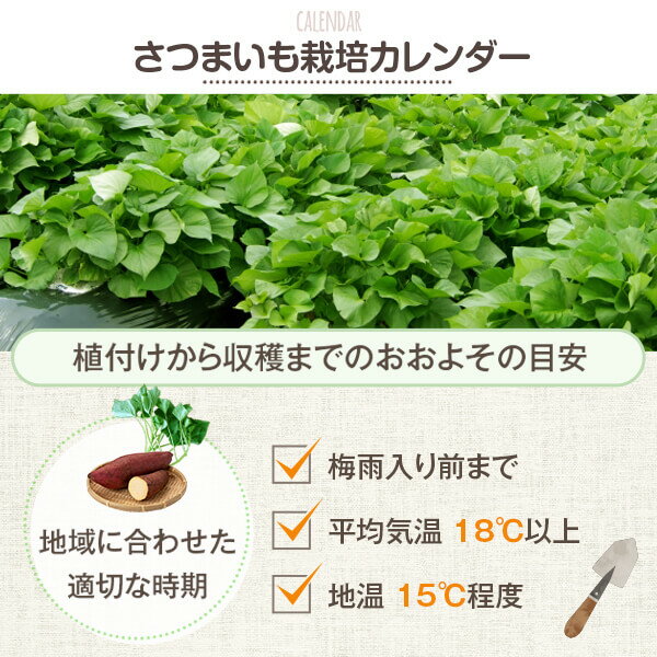 楽天市場 さつまいも苗 べにはるか 10本 芋苗 紅はるか さつまいも サツマイモ 苗 野菜苗 家庭菜園 農業用 業務用 産地直送 宮崎県産 出荷予定日をお選びください アグリショップひむか