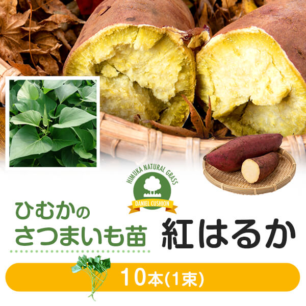 【サツマイモ苗】【べにはるか】芋苗 10本 さつまいも サツマイモ 家庭菜園 農家用 高品質 宮崎産 産地直送【普通便】【送料無料】 ただし 北海道 / 沖縄 / 離島 を除く 【 お届け希望週をお選…