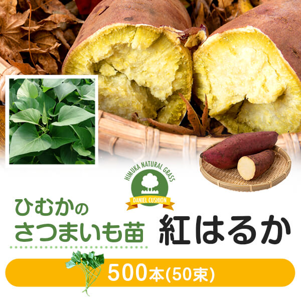 【サツマイモ苗】【べにはるか】芋苗 500本 さつまいも サツマイモ 家庭菜園 農家用 高品質 宮崎産 産地直送【普通便】【送料無料】 ただし 北海道 / 沖縄 / 離島 を除く 【 お届け希望週をお…