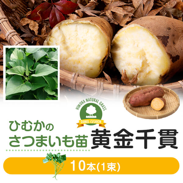 【サツマイモ苗】【黄金千貫】芋苗 10本 さつまいも サツマイモ 家庭菜園 農家用 高品質 宮崎産 産地直..