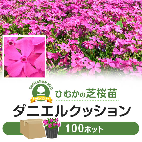 芝桜 シバザクラ ダニエルクッション 100ポット 花 芝 苗 家庭用 業務用 多年草 ピンク ガーデニング ガーデン DIY 農業 かわいい 綺麗 宮崎県 送料無料