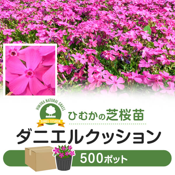 芝桜 シバザクラ ダニエルクッション 500ポット 花 芝 苗 家庭用 業務用 多年草 ピンク ガーデニング ガーデン DIY 農業 かわいい 綺麗 宮崎県 送料無料≪今期の花は満開を過ぎました≫