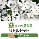 芝桜 シバザクラ リトルドット 25ポット 花 芝 苗 家庭用 業務用 多年草 白 ガーデニング ガーデン DIY 農業 かわいい 綺麗 宮崎県