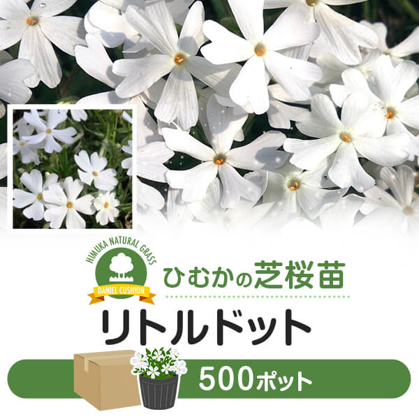 芝桜 シバザクラ リトルドット 500ポット 花 芝 苗 家庭用 業務用 多年草 白 ガーデニング ガーデン DIY 農業 かわいい 綺麗 宮崎県 送料無料