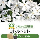 【シバザクラ】 500ポット 1P＝90円 送料無料 （北海道/沖縄/離島を除く） 品種名：リトルドット 分類：ハナシノブ科　常緑宿根草　 植栽適地：九州〜北海道 植裁数量：16pot〜49pot/平米 観賞姿高：10cm 日当たり：日向 水やり：中程 利用形態：平面/斜面/壁面 難易度：易しい 規格：9.0cmポット 【注意】 北海道/沖縄/一部離島へのお届けの場合は配送に3日以上かかります。 季節によっては苗が傷んで届く場合がありますが、枯れ補償は出来かねますのでので、ご了承下さい。