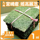 芝生 姫高麗芝 1平米 ヒメコウライ 【送料無料】【普通便】...