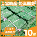 芝生 姫高麗芝 10平米 ヒメコウライ 【送料無料】【普通便...