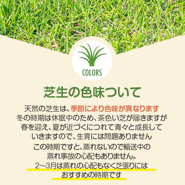 芝生姫高麗芝10平米【クール便】【送料無料】(ただし北海道/沖縄/離島を除く)
